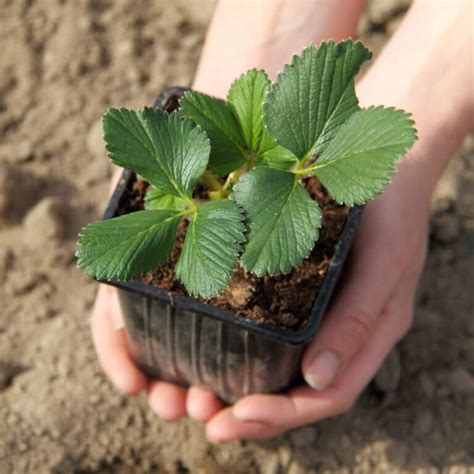 Strawberry Plants 1 Strawberry Resource