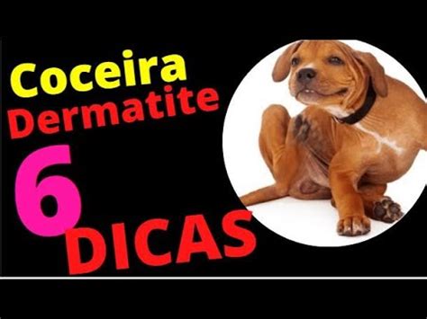 Problemas De Pele E Coceira Em C Es Cachorro Que Se Co A Demais O Que