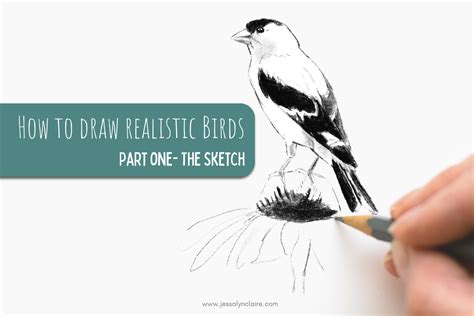 How to Draw Realistic Birds- Part One- Starting with a Sketch — Jessalyn Claire Studios