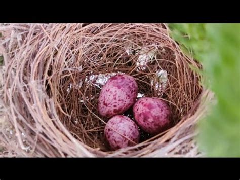 Hamari Garden Mein Plant Per Chidiya Ne Ghosla Banaya Original Plants