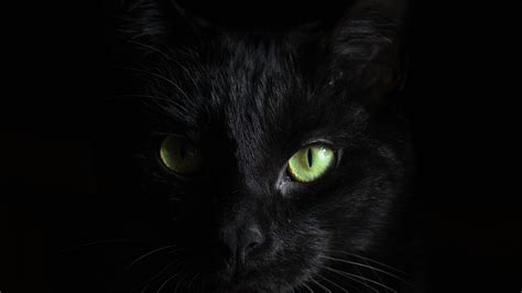 Green Eyes Black Cat Dark Theme Black Background 4K HD Dark Theme ...