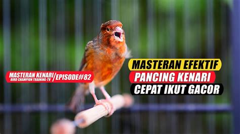 82 Masteran Suara Burung Kenari Gacor Panjang Cuit Cuit Ngerol Untuk