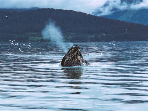 Alaska Whale Watching Guide: Best Time and Place to See Whales - Andrea ...