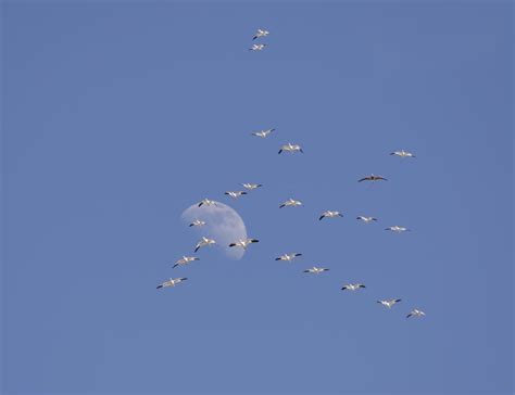 Snow Geese Migration : wildlifephotography