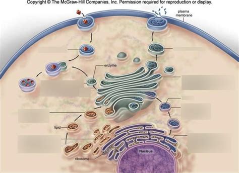 Vesicle Transport Diagram Diagram | Quizlet