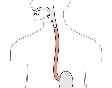 Diagrams Of The Digestive System The Esophagus Muscles Of Th