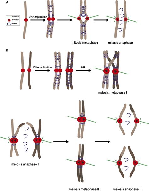 From Equator To Pole Splitting Chromosomes In Mitosis And Meiosis