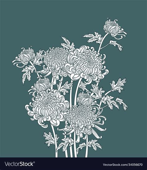 Japanese Flower Chrysanthemum Outline Art Vector Image