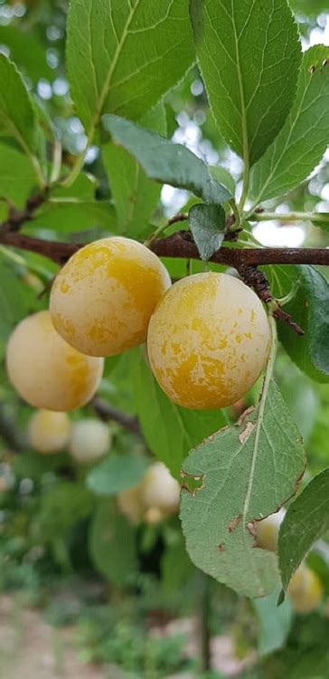 Vivai Guardini Verona Prodotti Susino Goccia D Oro Prunus Domesti