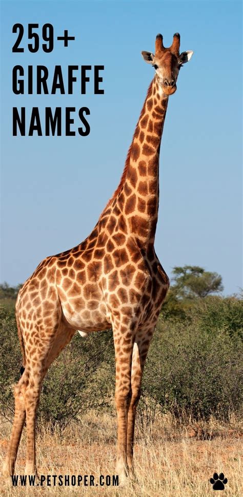 Giraffe Names 259+ TOP & Best and Funny Ideas - PetShoper