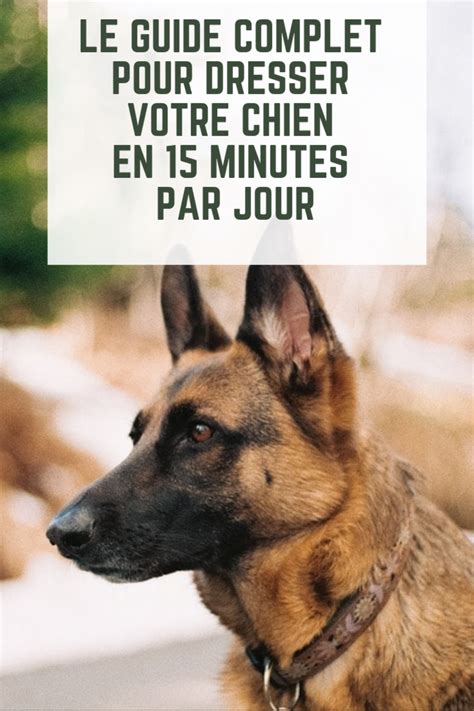 Comment Dresser Son Chien En Minutes Par Jour Dresser Un Chien