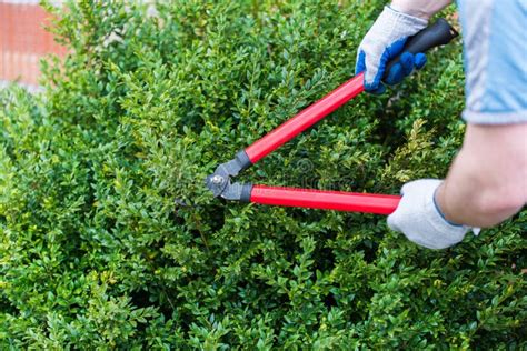 Pruning Boxwood Shrubs And The Best Time To Trim Boxwoods Stock Photo - Image of spring, white ...