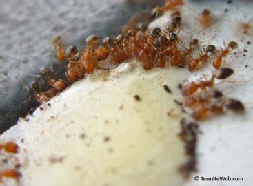 Ant Control using Boric Acid - Termite Web