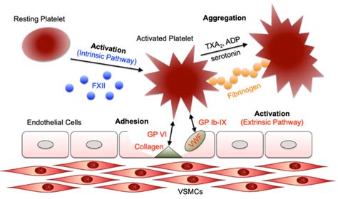 Inhibition Of Platelet Adhesion From Surface Modified Polyurethane