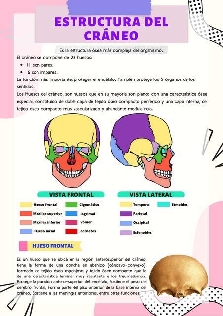 Estructura Del Cráneo nursing cvc uDocz