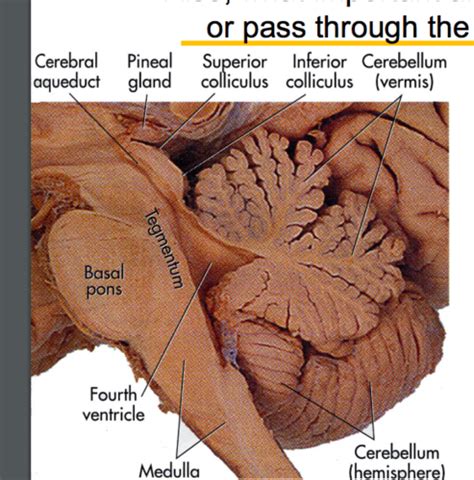 Brainstem Anatomy I Local Nuclei And Tracts Flashcards Quizlet