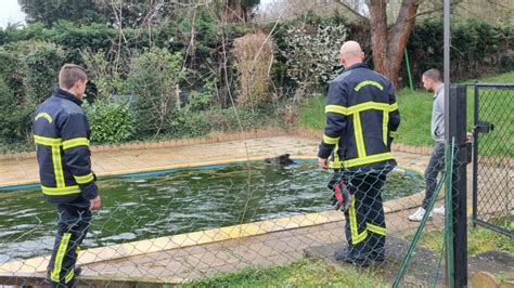 Ain Les pompiers sauvent un sanglier tombé dans une piscine