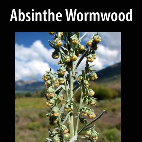 Absinthe Wormwood - Alberta Invasive Species Council