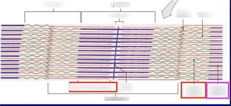 Sarcomere Diagram Diagram Quizlet