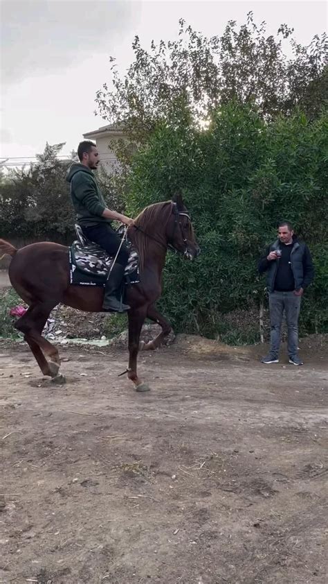 Pin De Edilson Queir Z Em Salvamentos R Pidos Em Cavalos