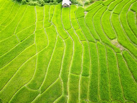 "Rice Field Drone" Images – Browse 28 Stock Photos, Vectors, and Video ...