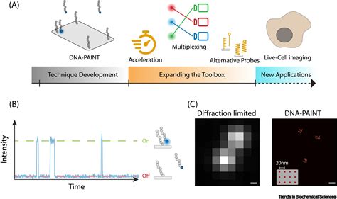 Completing The Canvas Advances And Challenges For Dna Paint Super