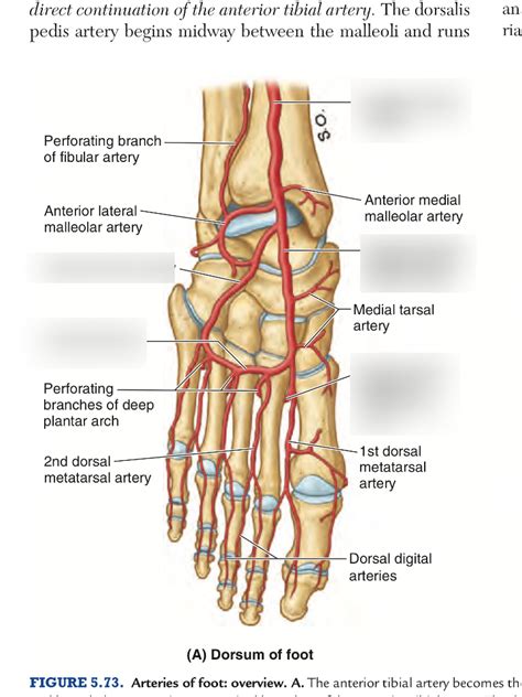 arteries of foot Diagram | Quizlet