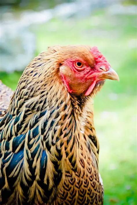 Red Junglefowl - Meet the Ancestor of the Domestic Chicken (Photos)