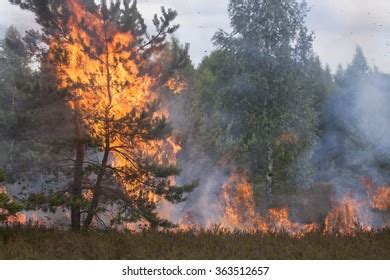 pine crown fire flames forest fire stock photo  shutterstock
