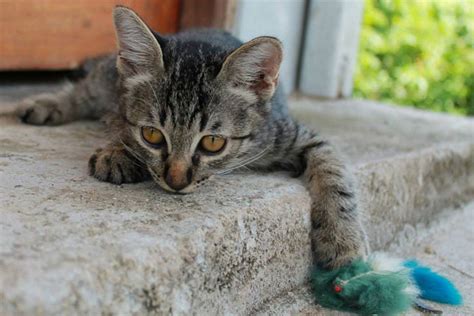 Tierschutz Hilfe für Streunerkatzen in Thailand Bild 5 GEOLINO