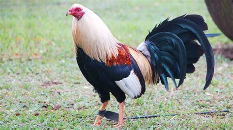 American Game Chicken Breed - All you need to know - Polystead