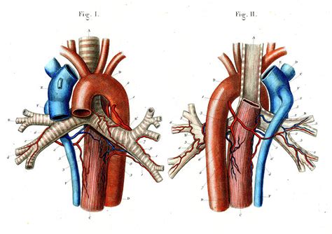 Aortic arch - renhooli