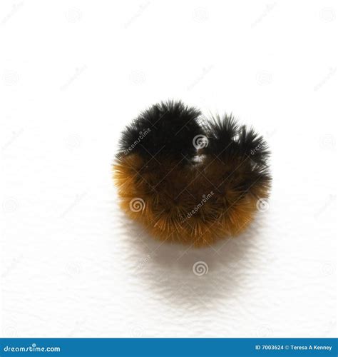 Fuzzy Caterpillar On Flower Stock Photography | CartoonDealer.com