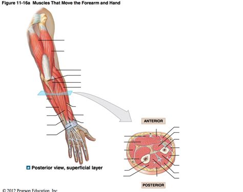 A P Diagram 11 16a Muscles That Move The Forearm And Hand Diagram Quizlet