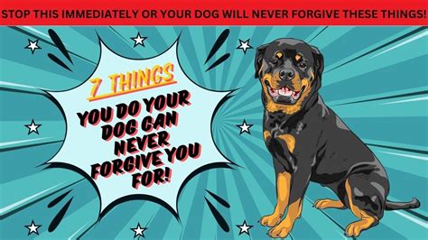 7 Things Your Dog Can Never Forgive That You Do Youtube