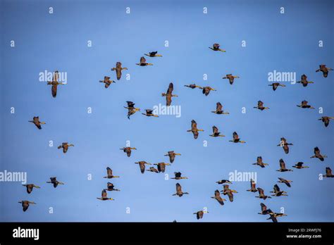 A Flock Of Migratory Birds Flying Over The Sky Of Jahangirnagar