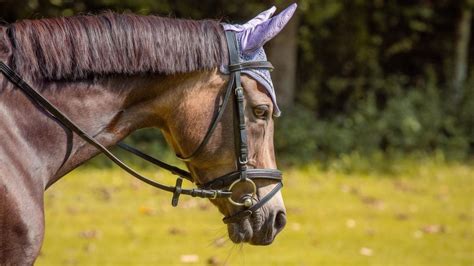 What is a Horse Bridle? Parts, Uses, Types & FAQs Answered