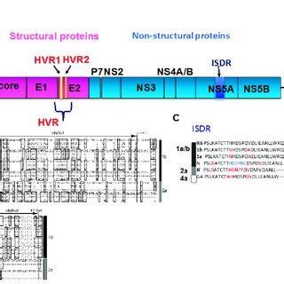 PDF Hepatitis C Virus Viral Quasispecies And Genotypes