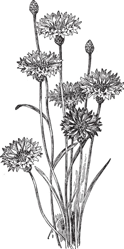 Centaurea Cyanus vintage illustration. 13592419 Vector Art at Vecteezy