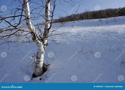 Bouleau Photo Stock Image Du Bouleaux Russie Nature 508362