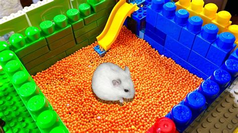 Hamster Maze In Legoland Puzzle Challenge Obstacle Course For Hamster