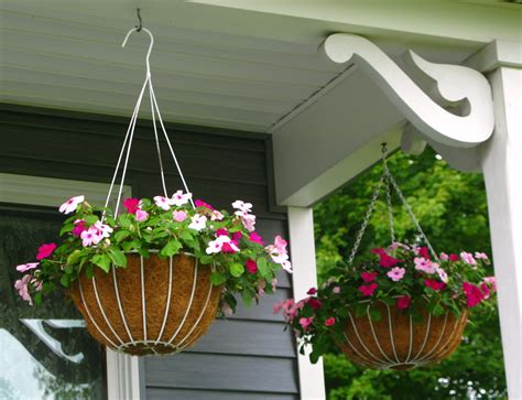 A Step By Step Guide To Planting Morning Glories In A Hanging Basket