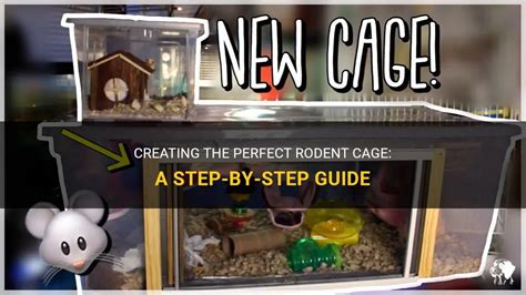 Creating The Perfect Rodent Cage A Step By Step Guide Petshun