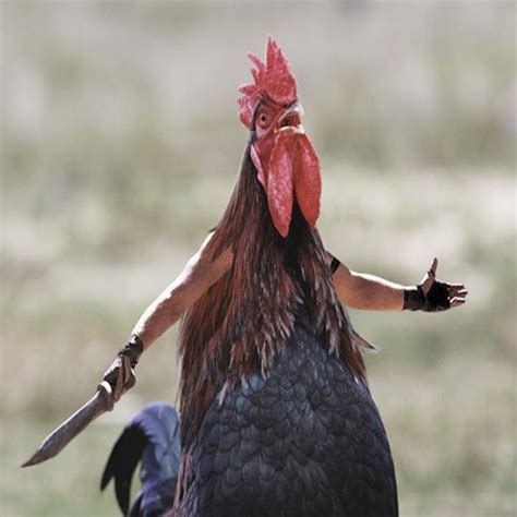 Create Meme Cock Against Cock Rooster Fighting Cock Meme Pictures