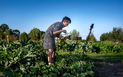 Oogstfeest In Ten Boer Zet Voedseltuinen In De Spotlight Het Is