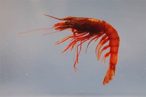 Giant Red Shrimp (Aristaeomorpha foliacea) · iNaturalist