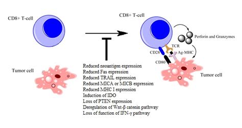 Ijms Free Full Text Mechanisms Of Intrinsic Tumor Resistance To