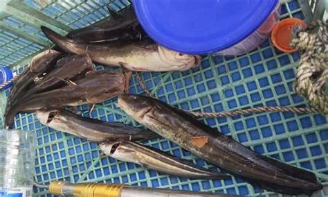 siapa  kena sengat sembilang karang