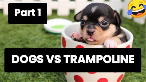 Funny Dogs Vs Trampoline Part 1 😂 🐶 Youtube