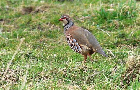 Red Legged Partridge Martin Mere John Livesley Flickr